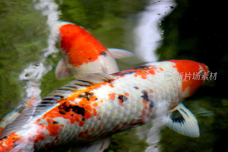 一个Sanke和Kohaku Koi鲤鱼的特写图像